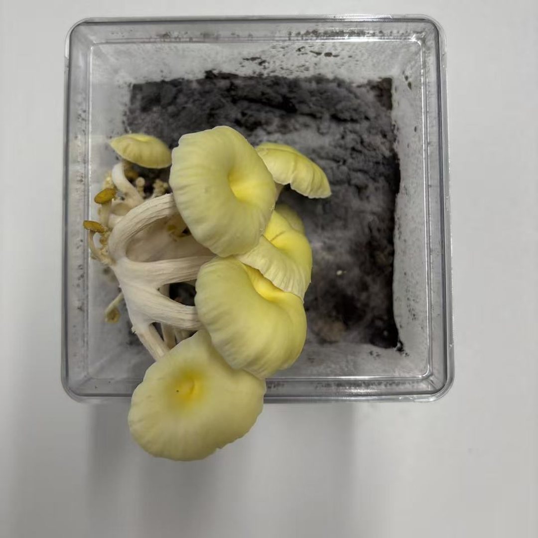 金针菇从菌丝、菇蕾、菌柄伸长到菌盖展开的六帧生长记录